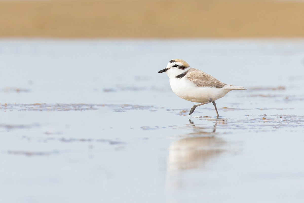 MSBbirds's tweet image. 'Forever chemicals' (PFAS) are everywhere and can be chronically toxic at just ~1 part per billion (ppb).

How is biodiversity affected?

In birds &amp;amp; rodents at a New Mexico wetland, we found absurd levels — averaging &amp;gt;10,000 ppb.

Check out our new paper:  authors.elsevier.com/a/1icAg3Ao67R8u