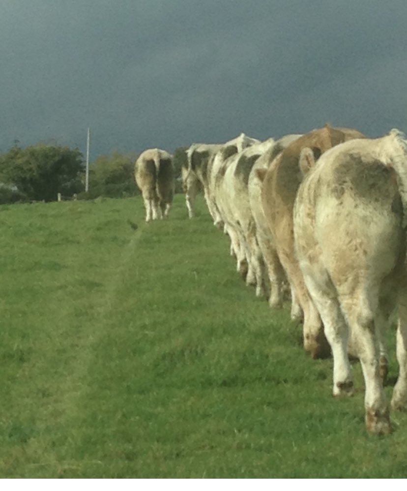 Beef Information Night on Tuesday 27th February at 7.30pm in Kilfeacle Tennis Club. Eircode: E34 YP98. Speakers on the night from Goodherdsmen, ICBF & Farm testing Services.