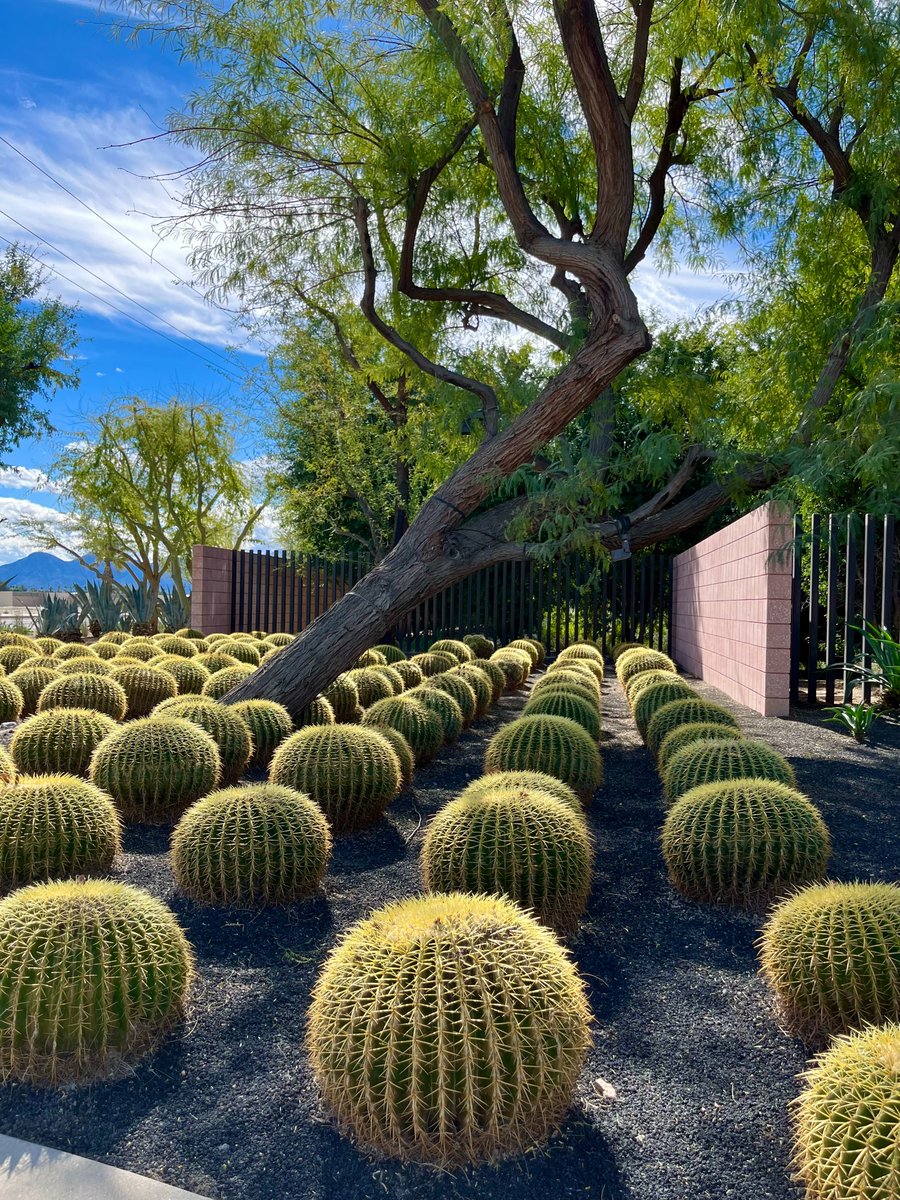RickRReed's tweet photo. On my #bike ride today, came across these gorgeous barrel #cacti outside Sunnylands in Rancho Mirage. https://t.co/b3LXXUXpZv