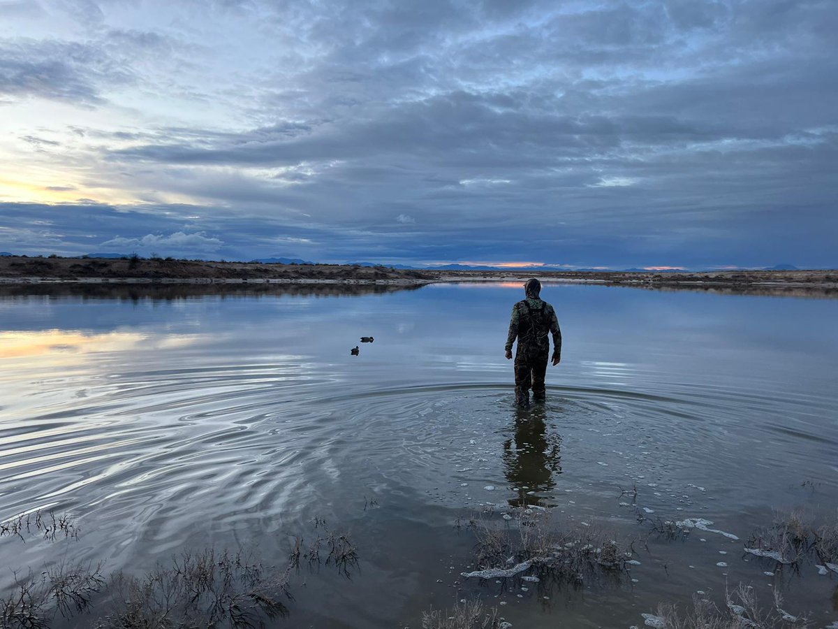 MSBbirds's tweet image. 'Forever chemicals' (PFAS) are everywhere and can be chronically toxic at just ~1 part per billion (ppb).

How is biodiversity affected?

In birds &amp;amp; rodents at a New Mexico wetland, we found absurd levels — averaging &amp;gt;10,000 ppb.

Check out our new paper:  authors.elsevier.com/a/1icAg3Ao67R8u
