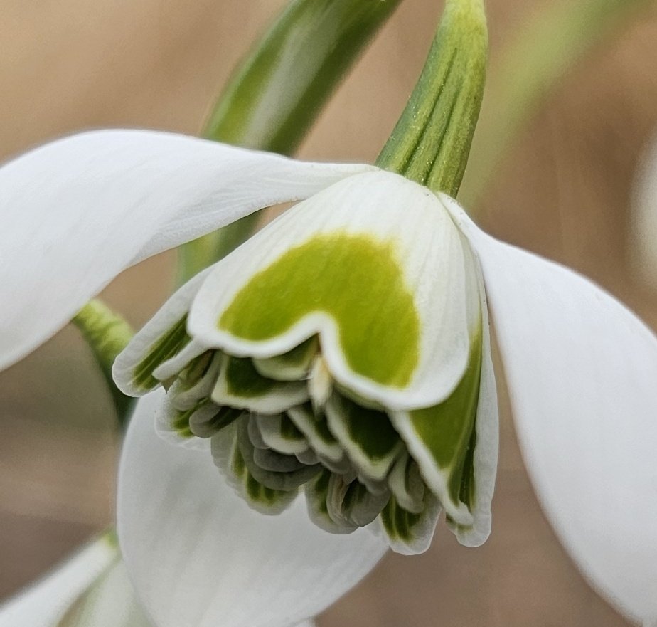 GardenOpus tweet picture