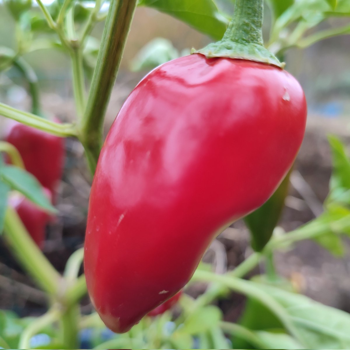 lapermaculture's tweet photo. #NouvellePhotoDeProfil https://t.co/pfNrBBMoBn