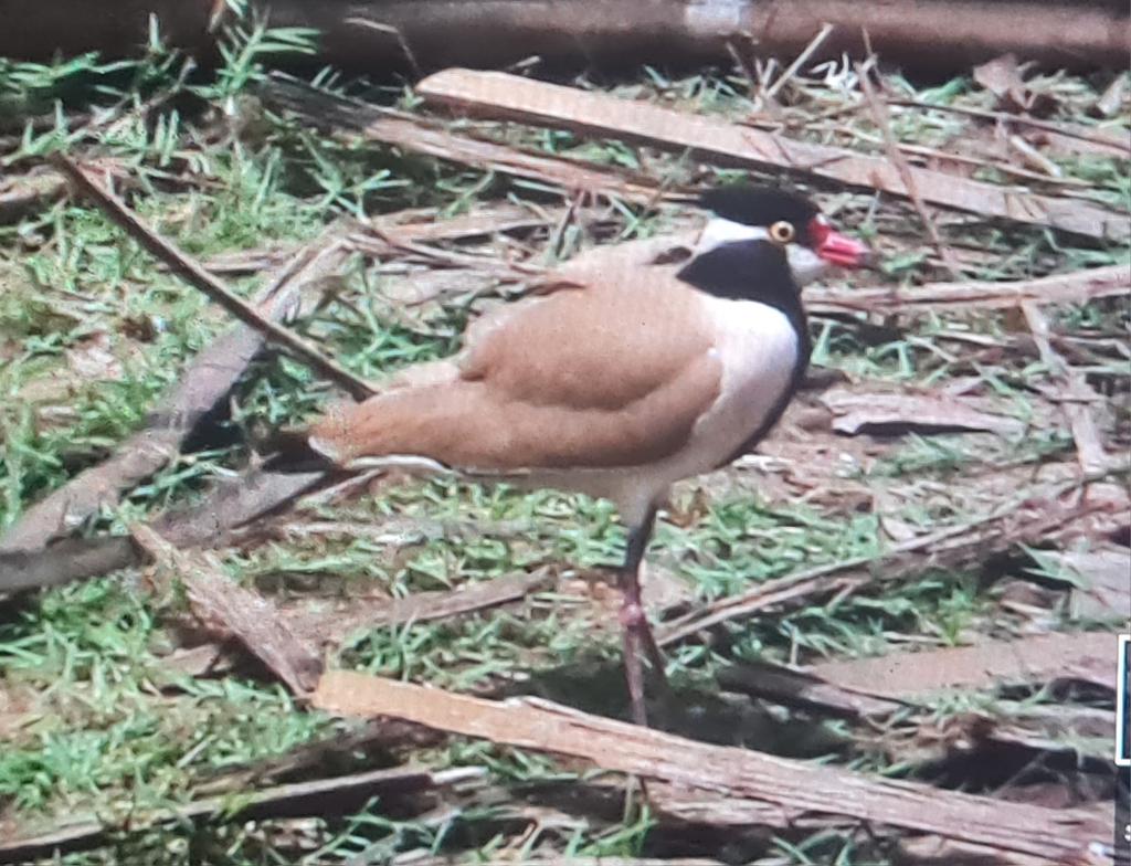 Black-headed Lapwing, Vanellus tectus. A new species for Kartong Bird Observatory found and photographed tiday by Richard Brown.