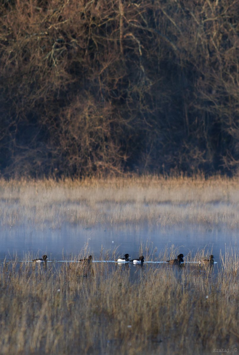 Tufted duck, Moretta, Čopasta črnica (Aythya fuligula) - Doberdobsko jezero #Lagodidoberdò #FVGlive