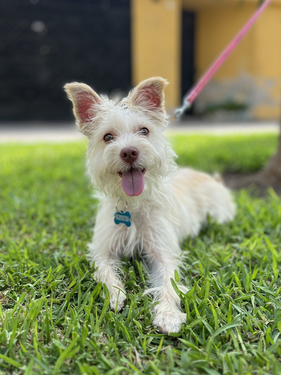 peravi's tweet photo. Mañana también se vence el temporal de Lunita una de las ultimas perritas que rescate ya son 15 días me faltan S/150 para completar el mes 😭 si la quieres adoptar tiene 9 meses ya esta esterilizada y se entregara vacunada. Ay dios todo se junta Yape/plin: 922 912 750 https://t.co/qchMskC30F