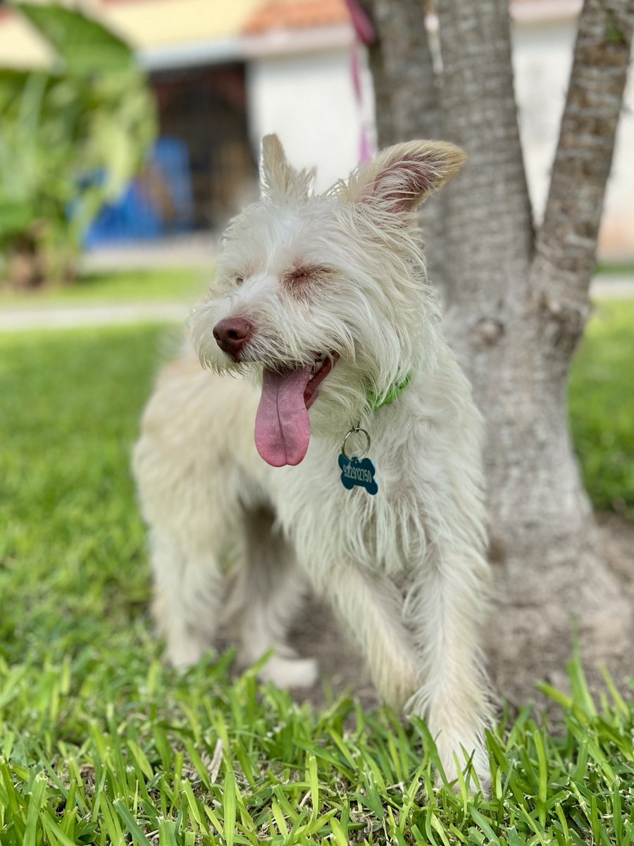 peravi's tweet photo. Mañana también se vence el temporal de Lunita una de las ultimas perritas que rescate ya son 15 días me faltan S/150 para completar el mes 😭 si la quieres adoptar tiene 9 meses ya esta esterilizada y se entregara vacunada. Ay dios todo se junta Yape/plin: 922 912 750 https://t.co/qchMskC30F