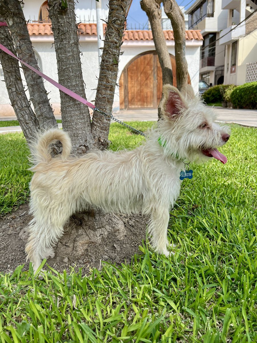 peravi's tweet photo. Mañana también se vence el temporal de Lunita una de las ultimas perritas que rescate ya son 15 días me faltan S/150 para completar el mes 😭 si la quieres adoptar tiene 9 meses ya esta esterilizada y se entregara vacunada. Ay dios todo se junta Yape/plin: 922 912 750 https://t.co/qchMskC30F