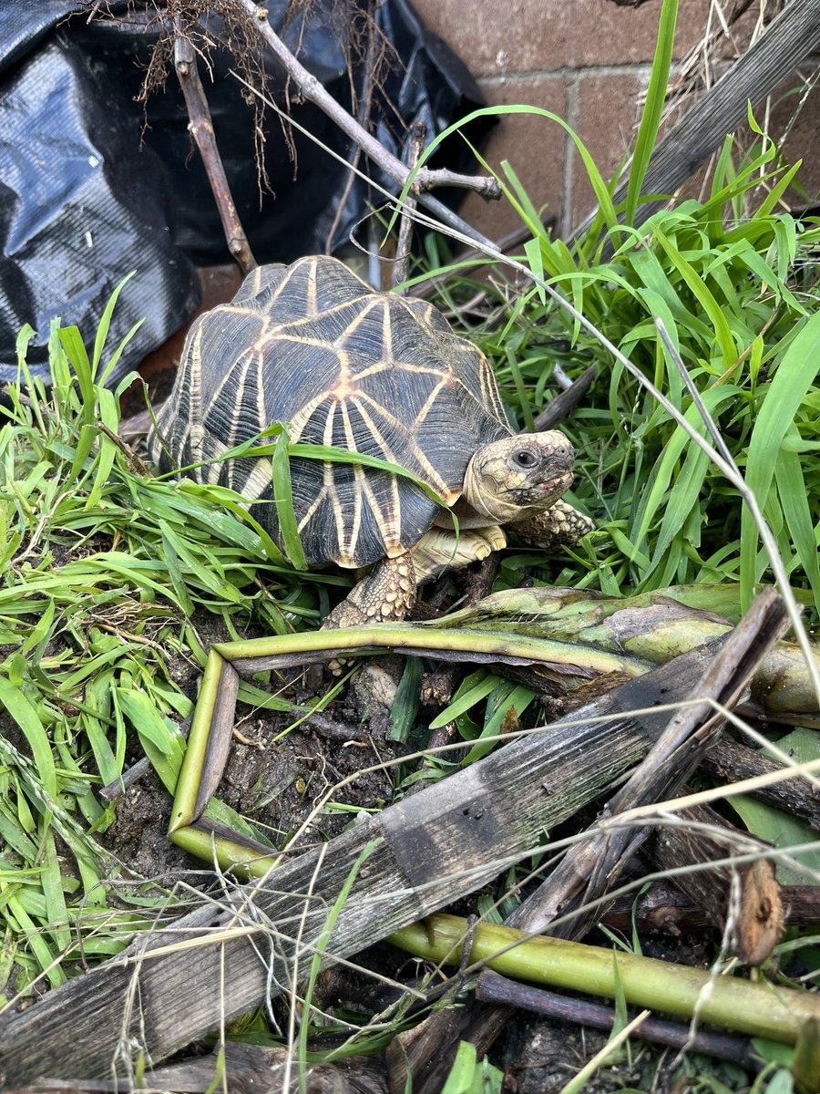 Tortoisespot's tweet photo. Cho Cho what a cutie ❤️🐢 https://t.co/PSzY2xoqZo