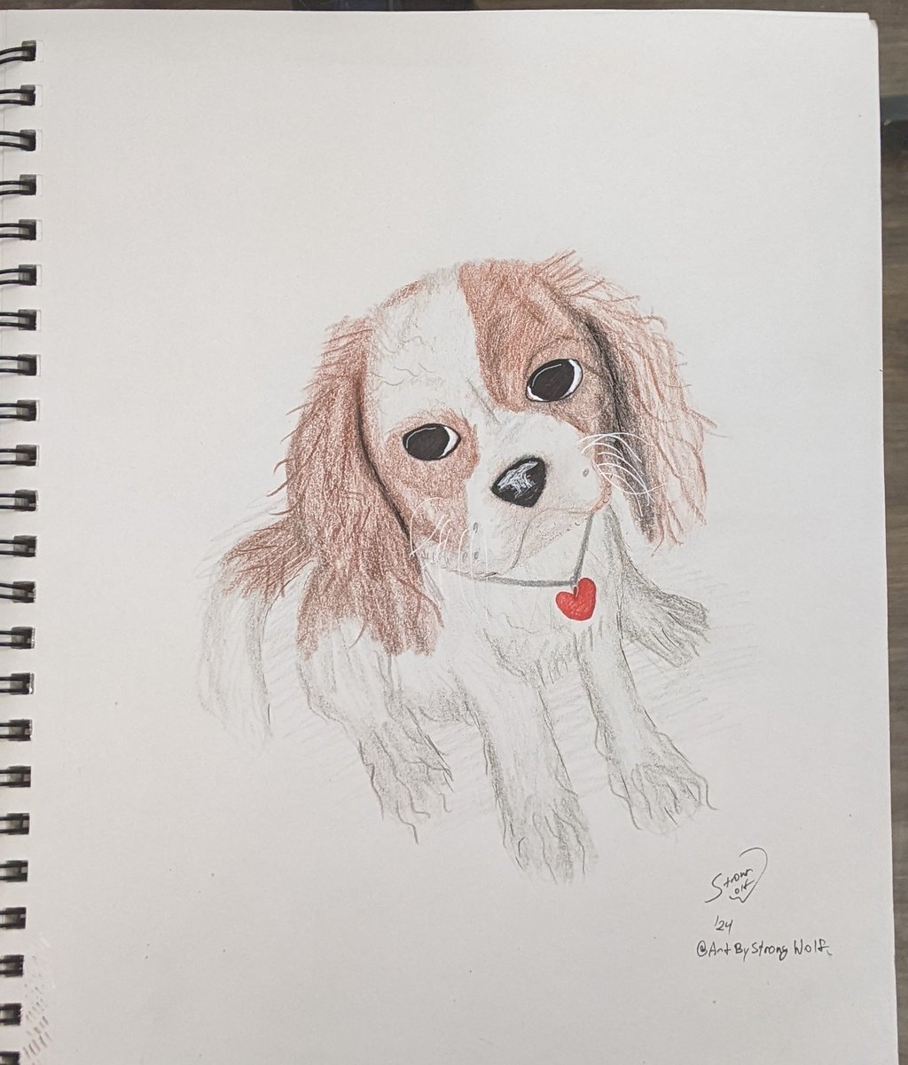 Portrait of a Cavalier King Charles #Spaniel in colored pencil with Micron & Gelly Roll highlights. #cavalierkingcharlesspaniel #petportrait #coloredpencil #dogportrait #browndog