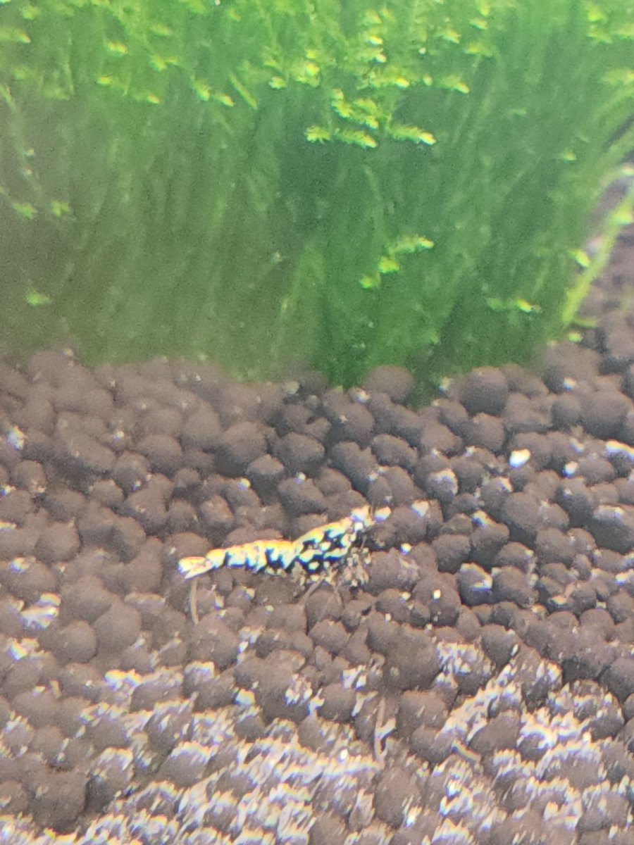 _ShrimpDaddy's tweet photo. Black Pinto Galaxy 😍 https://t.co/Uj9EVqytSF