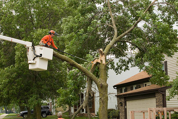 ClearcutTree's tweet image. Storm-damaged trees can be dangerous and should be removed by a professional. At Clearcut TREE Service, we have state-of-the-art equipment and professional staff to handle any size tree removal job. #StormDamagedTrees #ProfessionalTreeRemoval