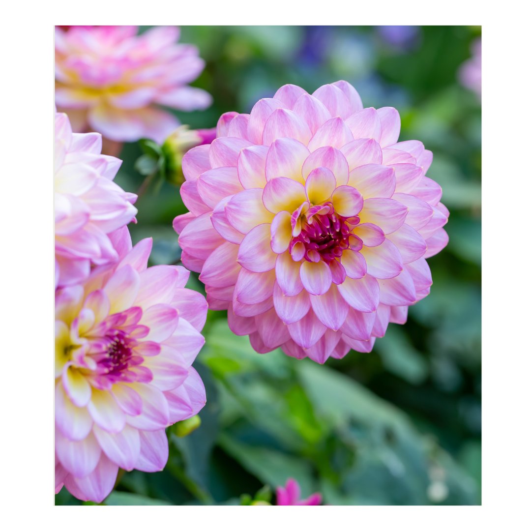 floraweb's tweet photo. flor Mexicana que vai bombar em 2024!
Elegantes e duráveis, as Dálias são  perfeitas para quem quer cor e sofisticação.

Com suas cores vibrantes e formas variadas, as dálias combinam com tudo e para todos os gostos.
#mexico #flores #curiosidades #foryou https://t.co/5DHvrlsdRw