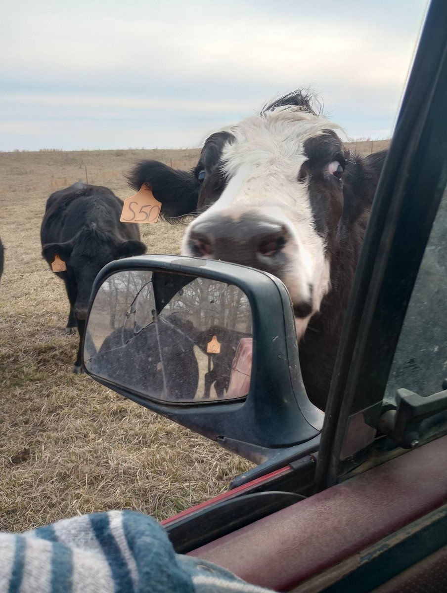 ParkerLazenby3's tweet photo. Not a bad afternoon. A calf that wasn't over cooked and some supervision making tags.
#AgTwitter #Simmenta https://t.co/Odl3B5T7HC