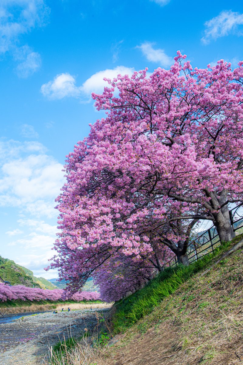 こんな景色がずっと続く河津町最高