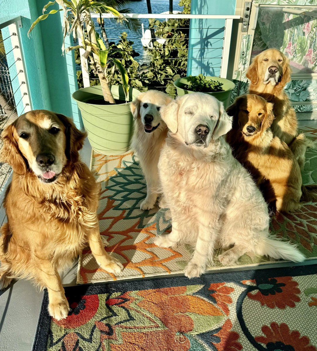 TheGoldenRatio4's tweet photo. Cb is full on basking! https://t.co/X6HErd4Enl