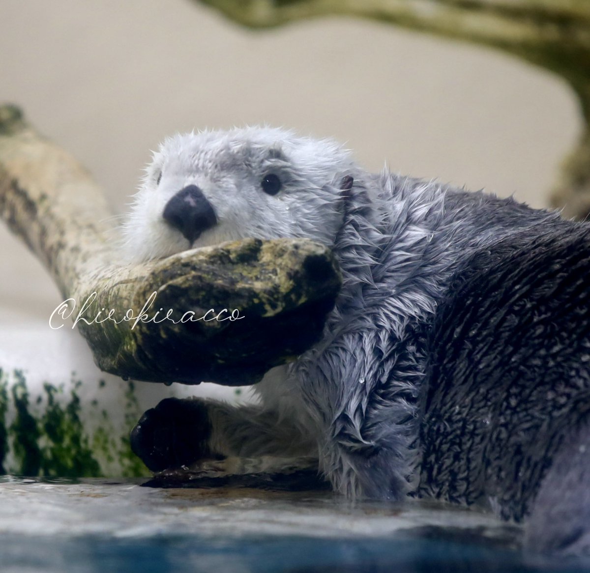 ひろ@鳥羽へ引っ越したい tweet media