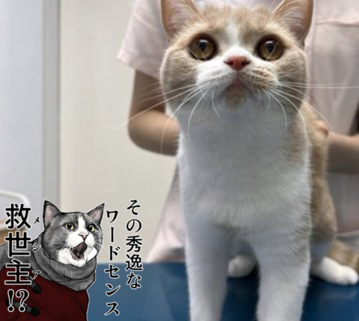 ずっと真夜中でいいのに。しょうがストリングス mini NUI 海馬成長痛
