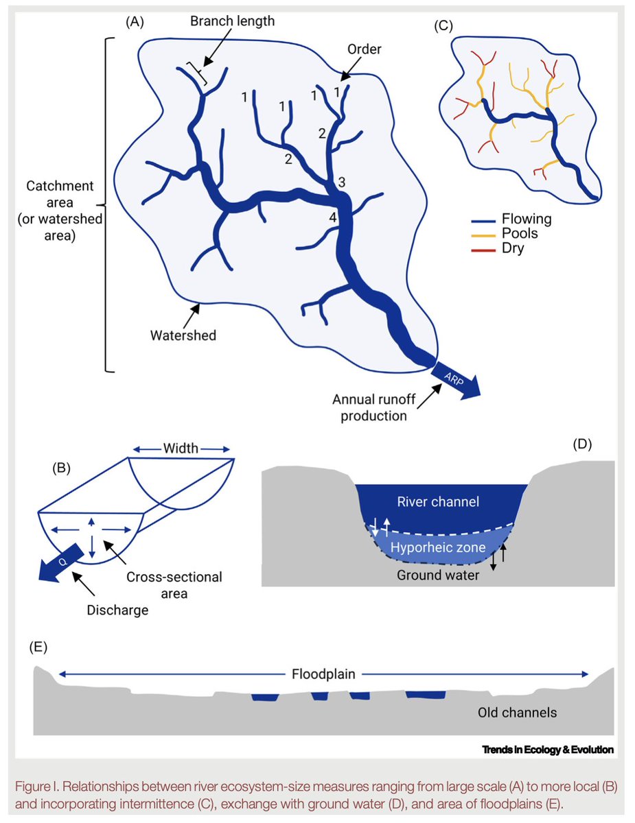 Happy to share our paper on 'Ecosystem-size relationships of river populations and communities' led by @GusMcI in @Trends_Ecol_Evo doi.org/10.1016/j.tree…