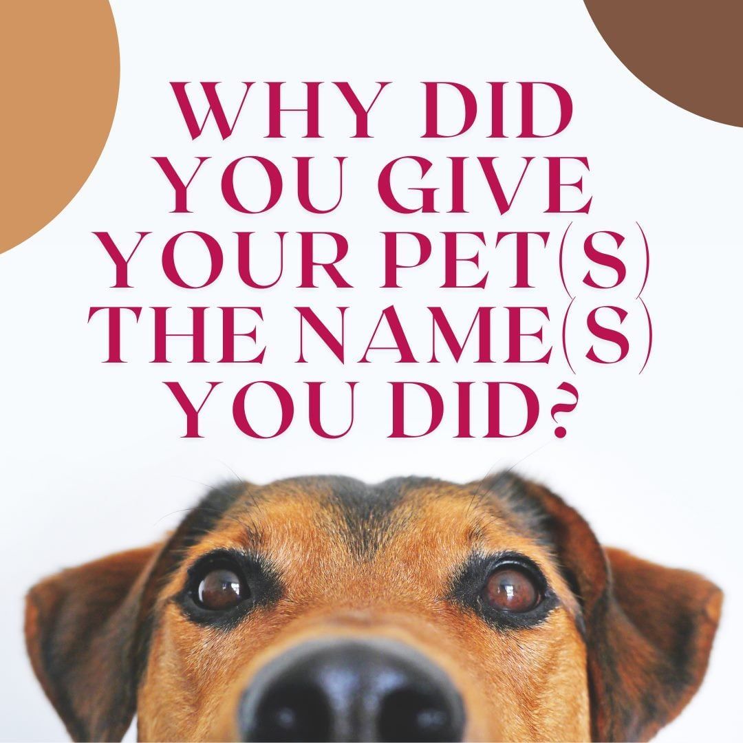 What's the story behind your pet's name (if you have one)? I'd love to hear. 

#authorpets #writergirl #sweetromanceauthor #ilovepets #petlover
