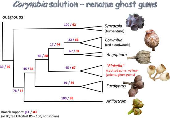 JSE (@journalsysevo) on Twitter photo #Eucalypts are globally significant sources of timber, paper pulp & essential oils. Here, Crisp et al. use phylogenetic mapping to explore perianth #evolution and implications for generic delimitation in the group. doi.org/10.1111/jse.13… <a href="/WileyEcolEvol/">Wiley Ecology & Evolution</a> #PlantSci #JSE #phylogeny #Eucalypts are globally significant sources of timber, paper pulp & essential oils. Here, Crisp et al. use phylogenetic mapping to explore perianth #evolution and implications for generic delimitation in the group. doi.org/10.1111/jse.13… <a href="/WileyEcolEvol/">Wiley Ecology & Evolution</a> #PlantSci #JSE #phylogeny