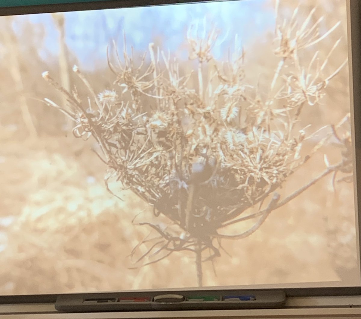 Mrs. Petrozza tweet media