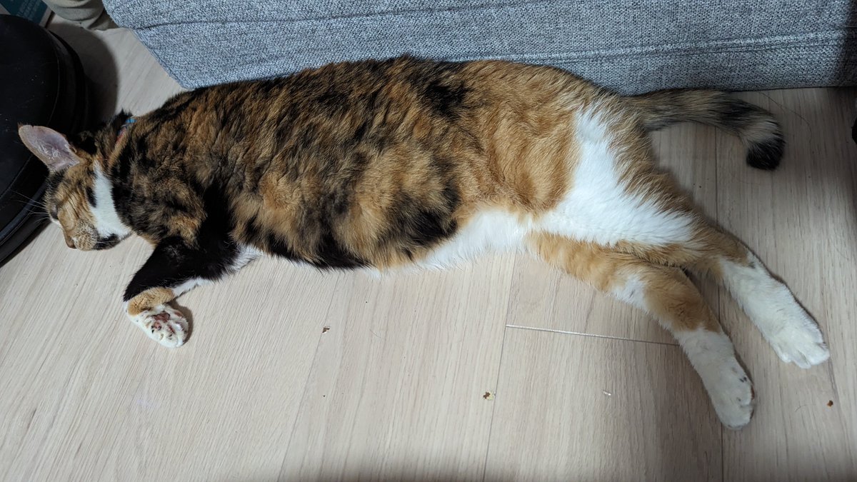 akechi_cat2's tweet photo. 猫の日。だんだん溶けてくティアちゃん。

#明智のにゃんこ生活 #ねこの日 #猫のいるしあわせ #猫好きさんと繫がりたい #猫の日 https://t.co/I4h3mASbsT