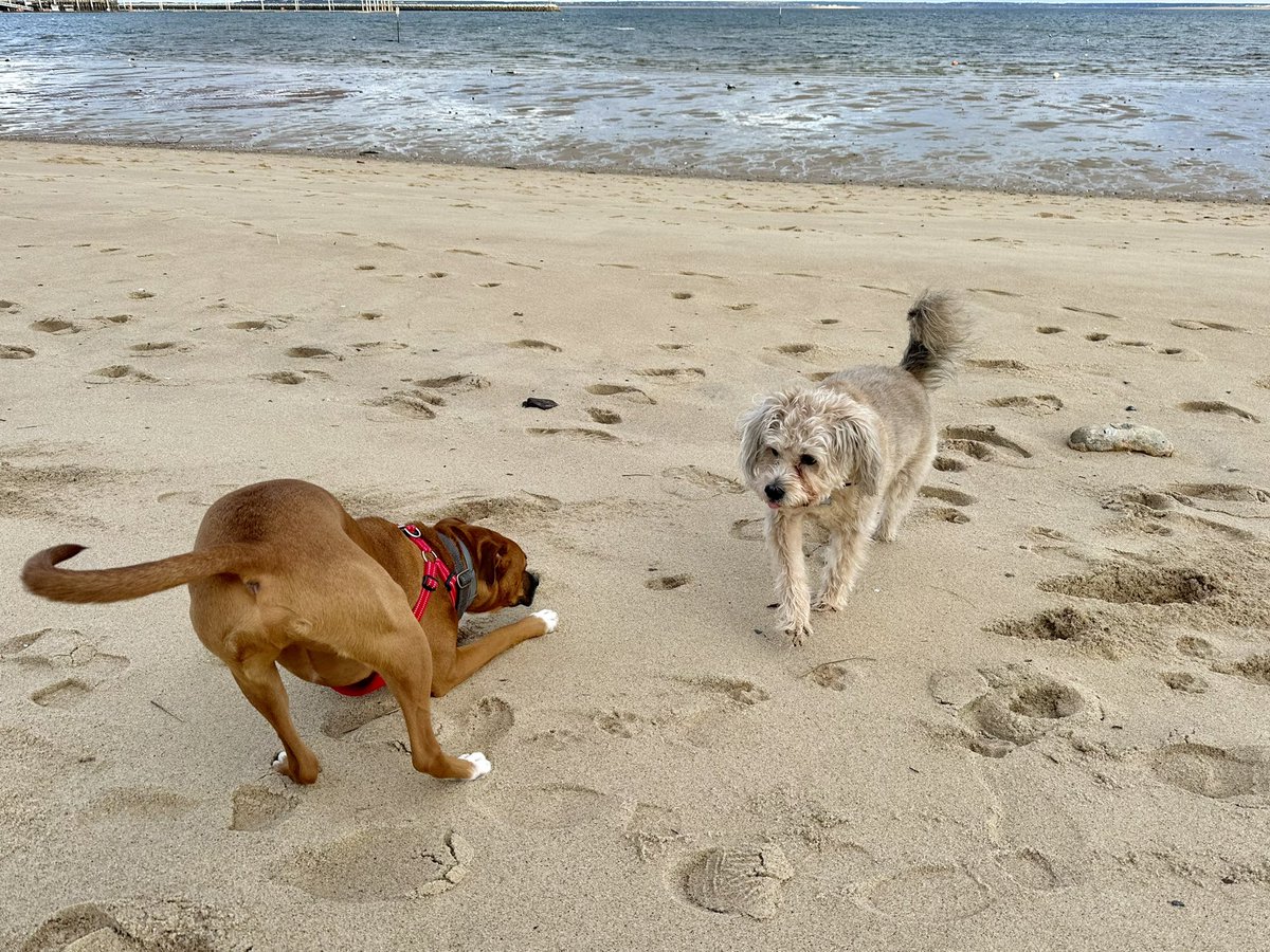 susantran's tweet photo. #MargaretTheDogโs pup-shake brings all the boys to the yard. But she cannot be bothered. Hahahah. She is soooo aloof!! #SandyPaws #PTown https://t.co/xCVIz9eBTZ