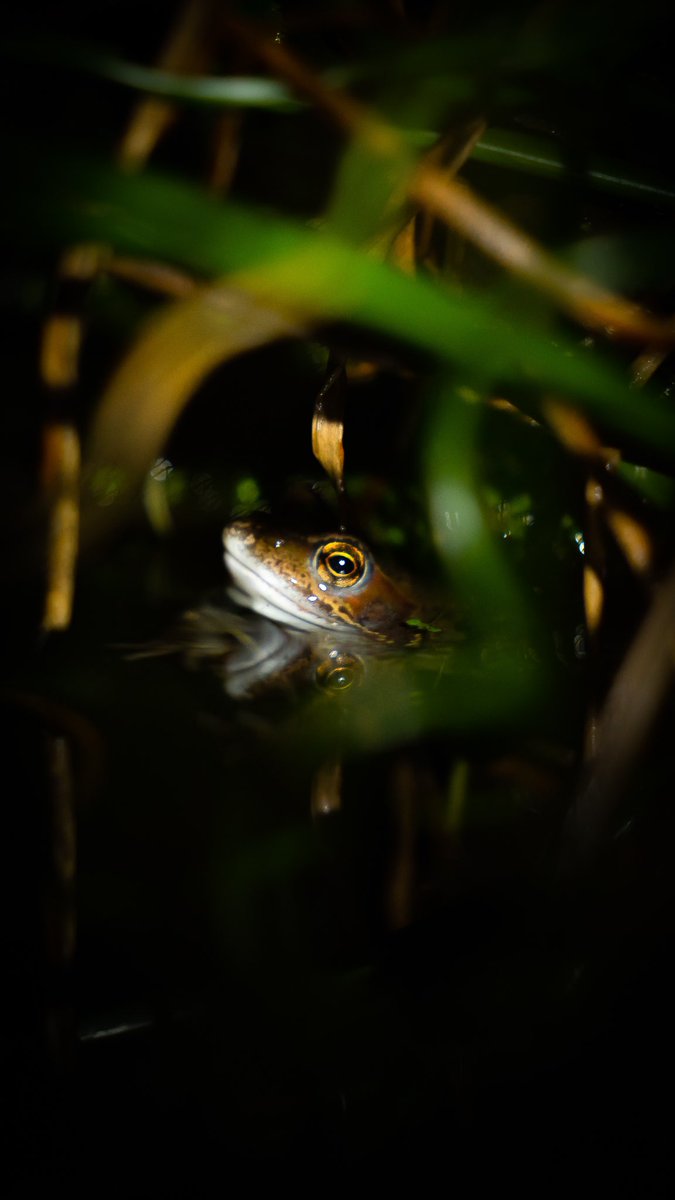 Myself and my housemate have decided that each evening before bed, we shall go frog spotting. We’re calling it #frogwatch 

We shall be naming each after old-school Premier League centre back.

This is Nemanja.

What do you think <a href="/IoloWilliams2/">Iolo Williams</a>?