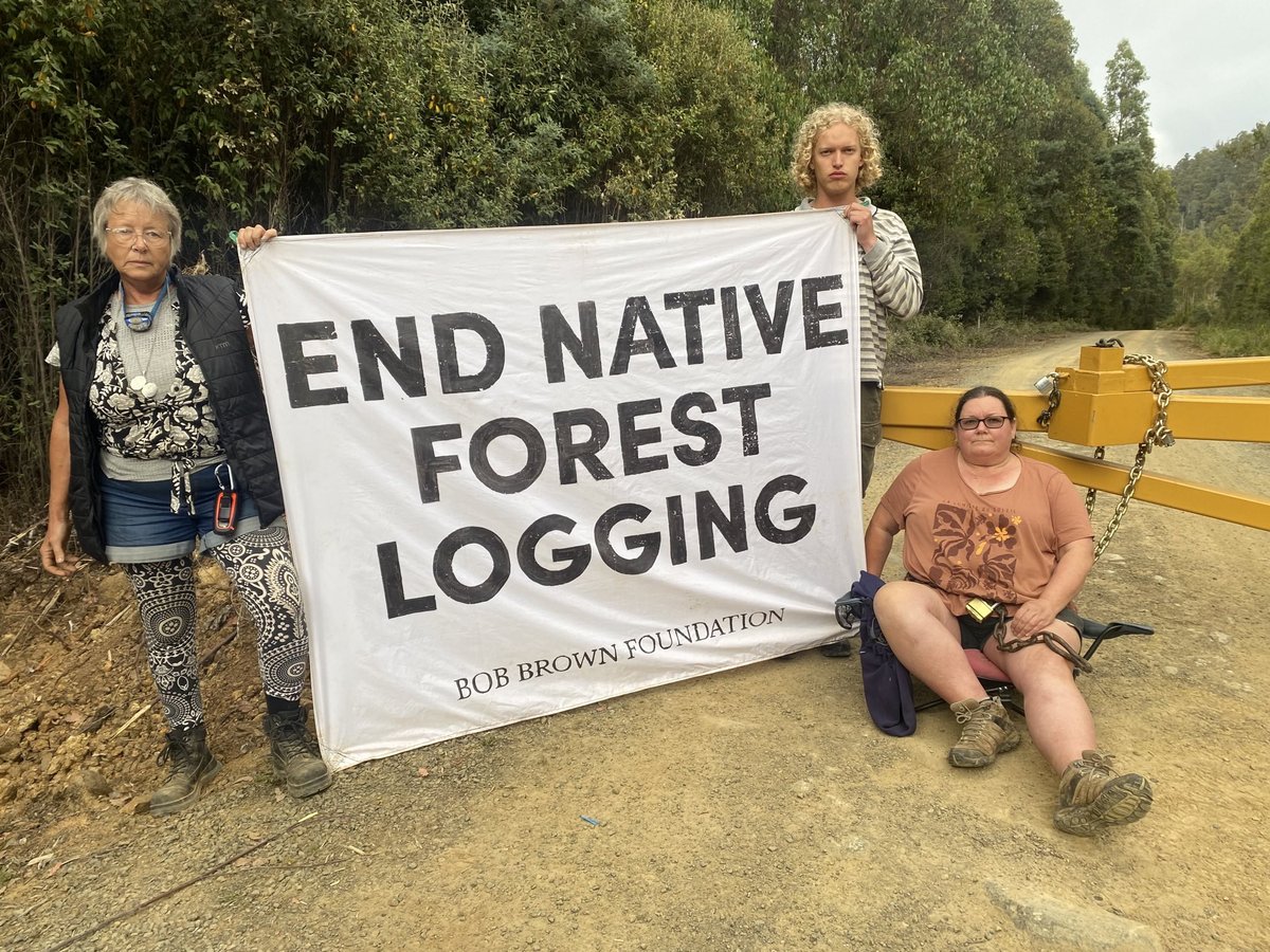 Our protest in the #Styx Valley of the Giants has entered its fourth day - with Tasmania resident Sandra Van Den Berg attaching herself onto the gate that locks up these world heritage value forests for #logging. #politas