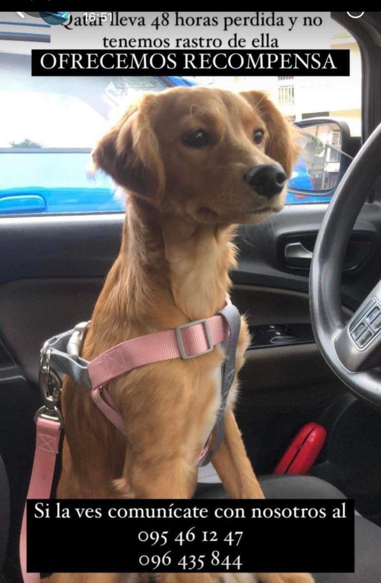 rossanaduarte1's tweet photo. Imagino cómo estará la familia dueña de esta bebé de un año!!! Por favor, pueden ayudar a compartir?? GRACIAS 🙏🙏🙏 https://t.co/mh742ExKIP