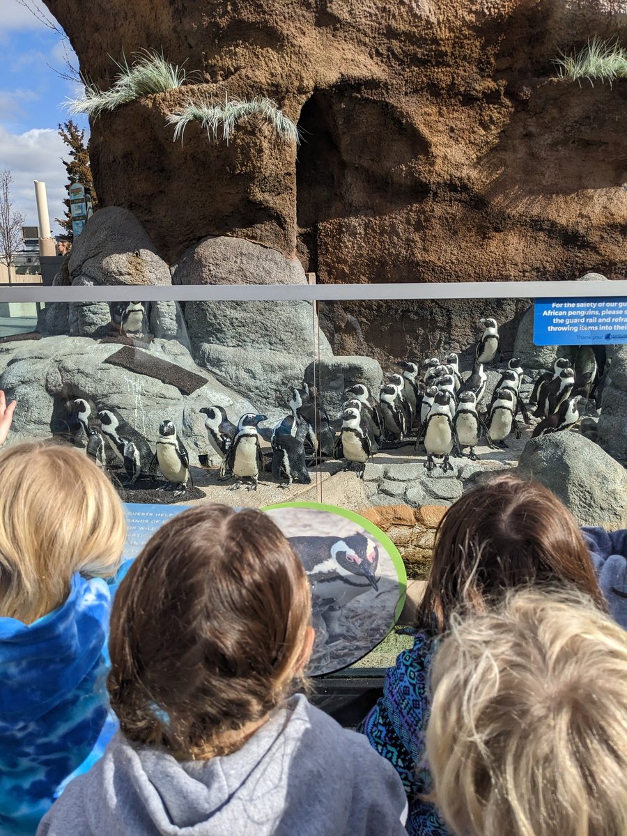 Ms. Quigley (@msq1_2) on Twitter photo Hippos, hammerheads and the shark bridge were some of our favorite things at the aquarium <a href="/CentralES1/">Central ES</a> <a href="/HaddonSchools/">Haddonfield Schools</a> Hippos, hammerheads and the shark bridge were some of our favorite things at the aquarium <a href="/CentralES1/">Central ES</a> <a href="/HaddonSchools/">Haddonfield Schools</a>