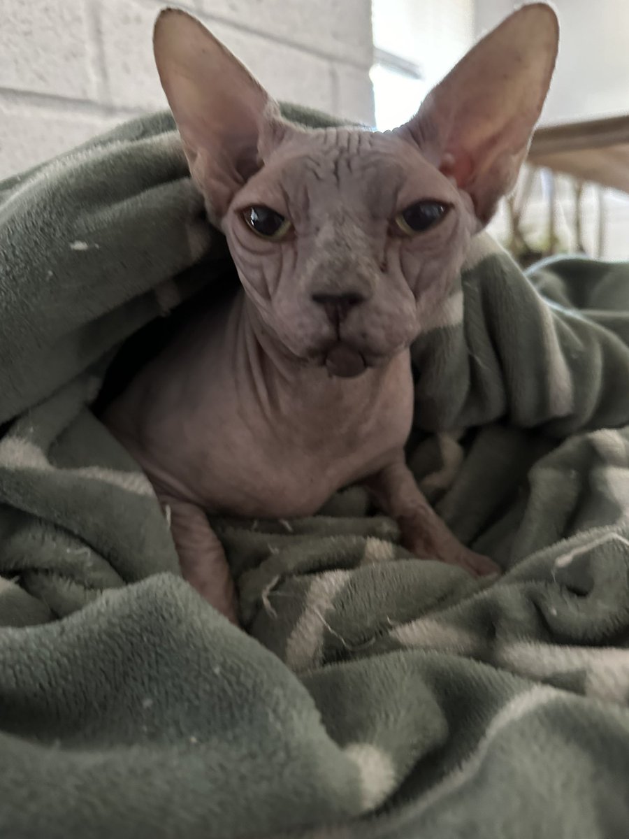 This is Perla 🥰! She is a hairless cat that was not treated very nicely by a asshole breeder when they found out she as sterile, she was filthy and underweight 😢now she has a fabulous Mom🥰Sterling & Pearl love each other also! She is so loving & friendly 😻 #adoptacat