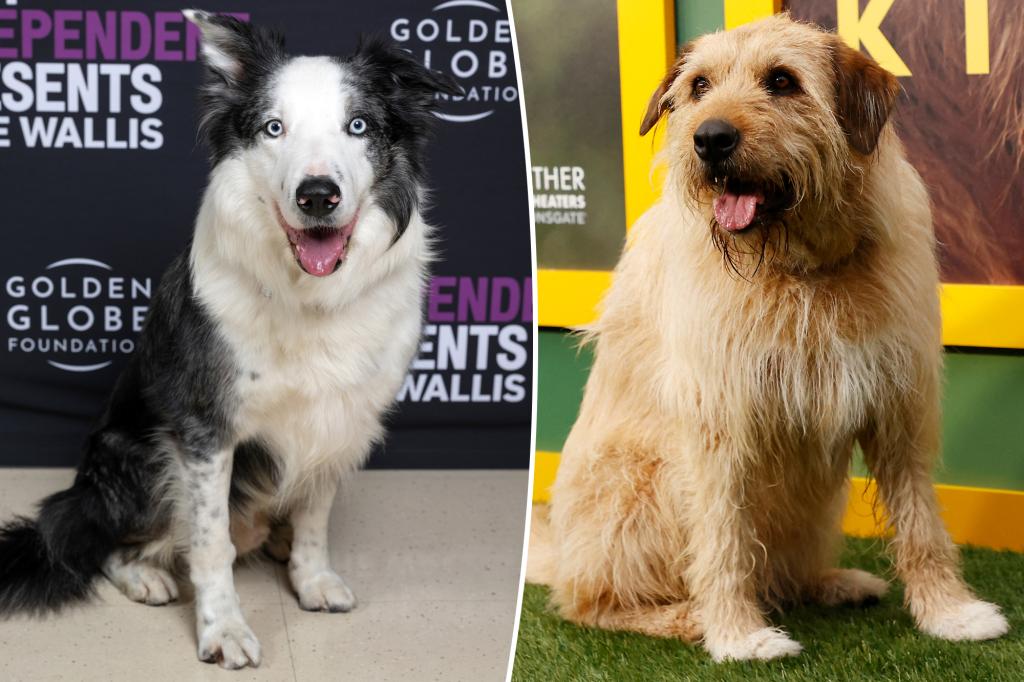 PageSix's tweet photo. Celebrity travel agent says one star client demanded a ‘medium sized’ dog in all their hotel rooms, had to ask staff to borrow their pooches https://t.co/CGn212Kuod https://t.co/o0v1RUGH1P