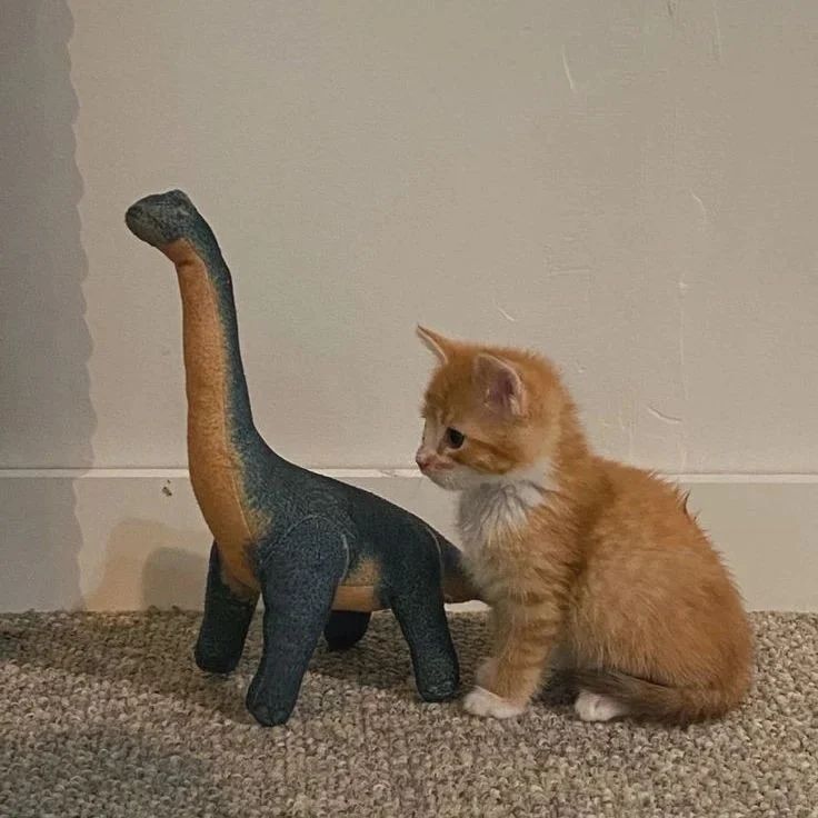 PunchingCat's tweet image. big as a dinosaur