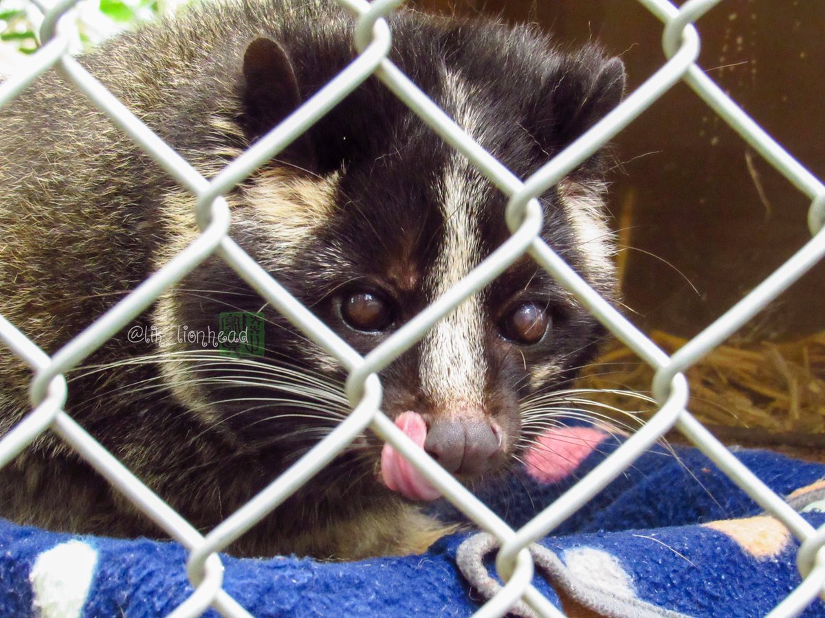 lik_nasua_nasua's tweet photo. #猫の日2024
#猫の日 #ねこの日 #にゃんにゃんにゃんの日
#大牟田市動物園
#アムールヒョウ #ポンちゃん
#ライオン #あさひ #リラ
#ハクビシン #ハッチ
#AmurLeopard #Lion #MaskedMusang
#モフ曜日 #もふ曜日 #モフようび https://t.co/UQHabaTPXC