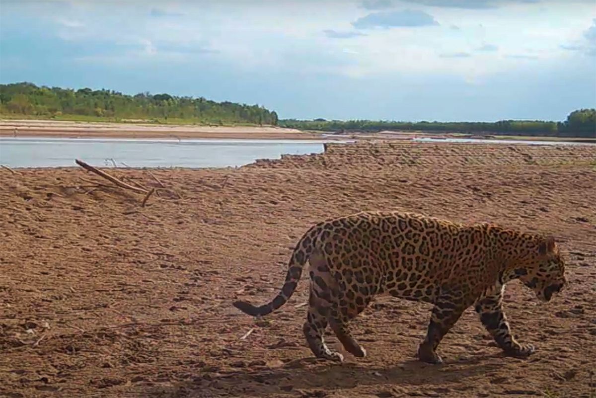 Histórico: un yaguareté libre fue visto en Corrientes por primera vez en décadas.

✍️ Guillermo Lavecchia | bit.ly/3wni7J5