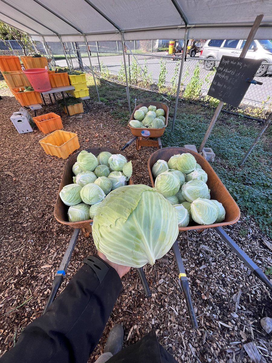 faisonedd's tweet image. I’ve helped grow over 100,000lbs of produce over 3 years of farming