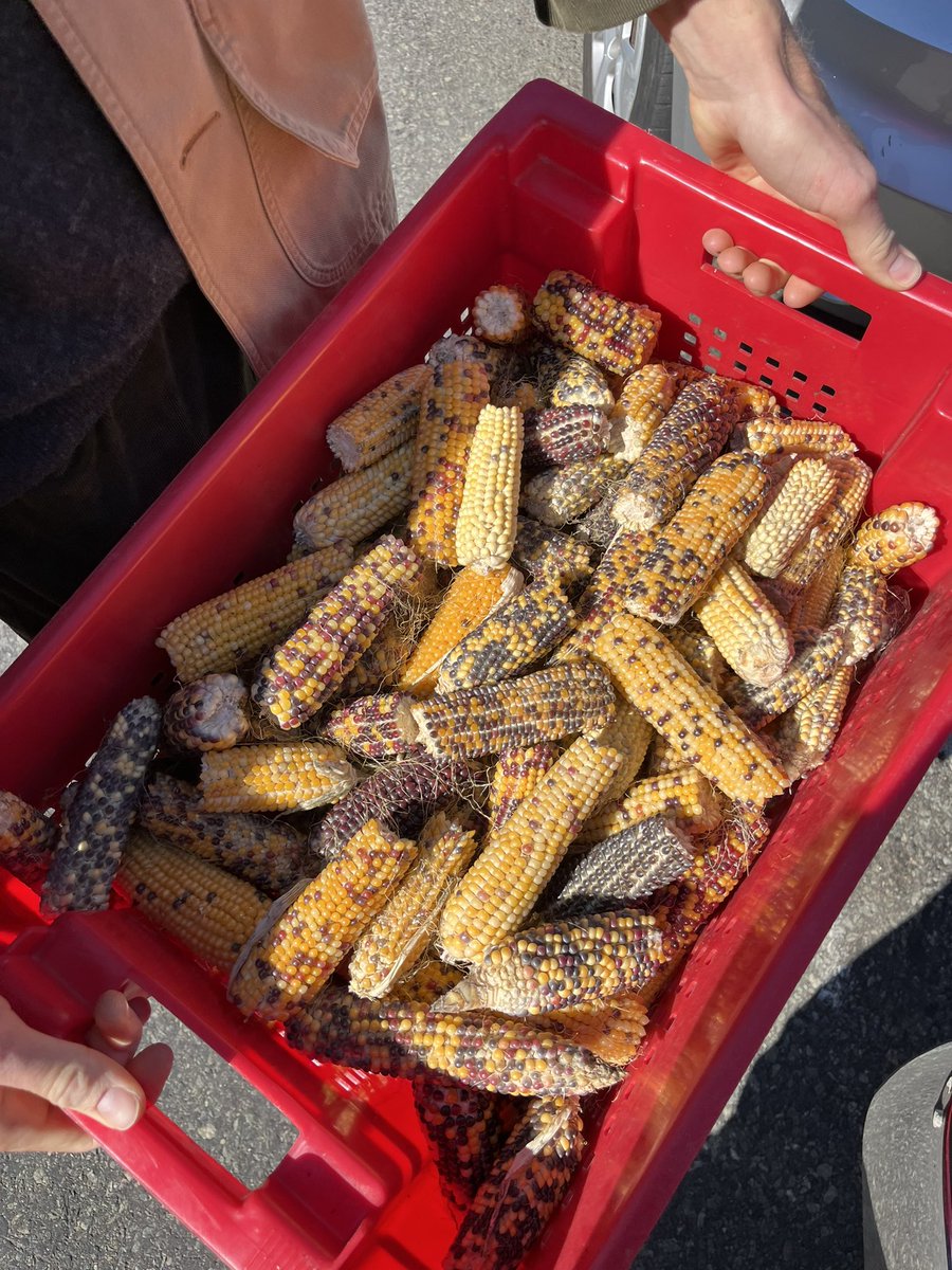 faisonedd's tweet image. I’ve helped grow over 100,000lbs of produce over 3 years of farming