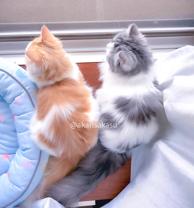 今日は猫の日!愛猫りりちゃんぽぽちゃんの仲良しお写真をどうぞ…!!#猫の日 #猫の日2024 