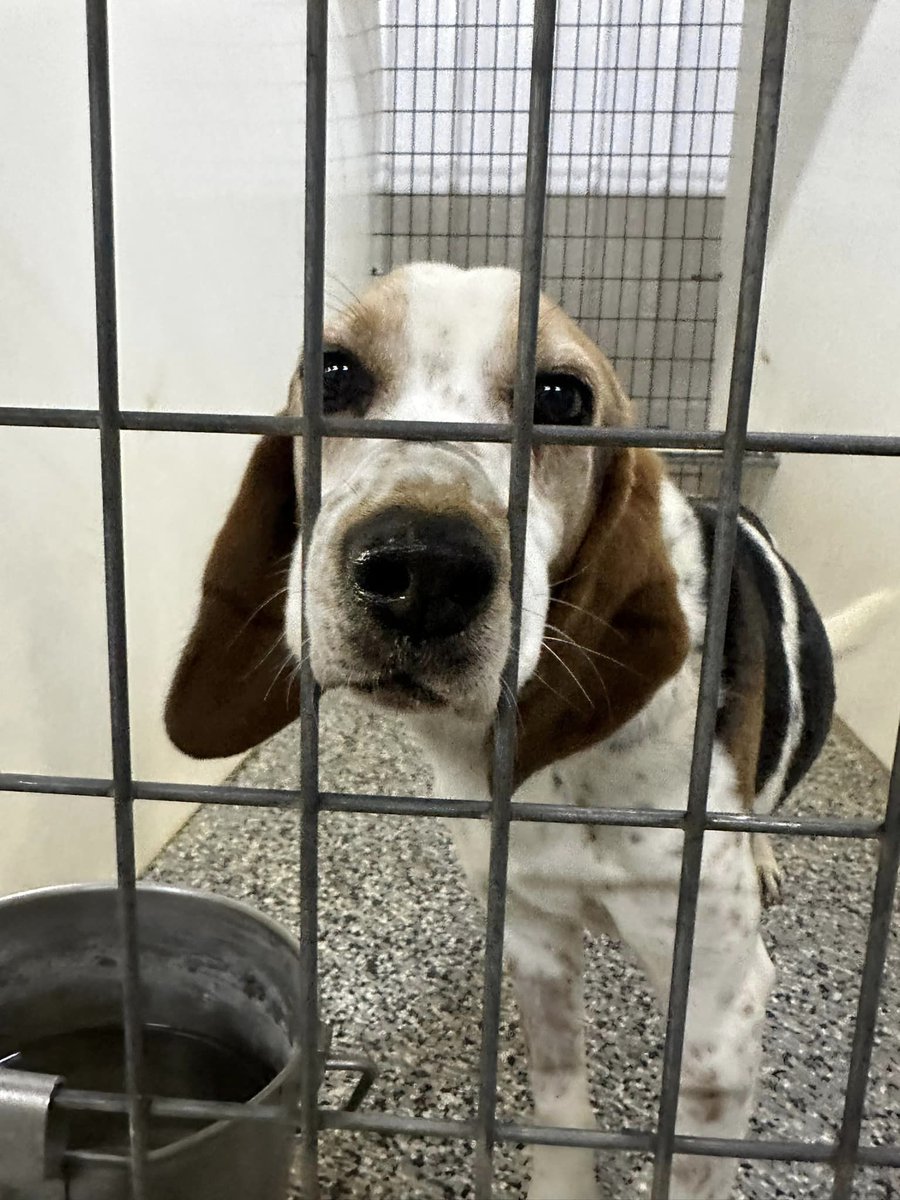 Indy24121's tweet image. *Apply to foster or adopt at BFP.org/rescue/
*Apply to volunteer at BFP.org/volunteer/
#beaglefreedomproject #beaglefreedom #bfp #beagle #beagles #endanimaltesting #freethebeagles #openthecages #endanimalexploitation #endanimalcruelty #crueltyfree