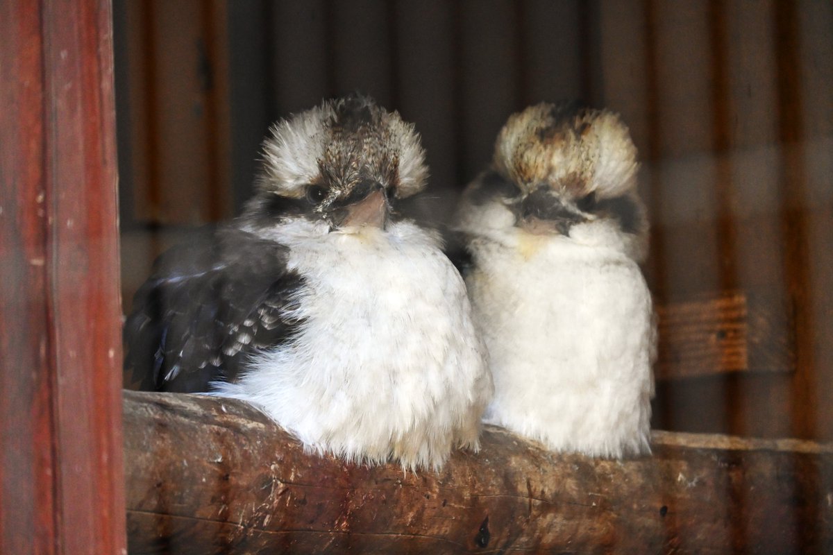 gecko_ka's tweet image. 可愛い夫婦

#到津の森公園
#ワライカワセミ
#Kookaburra 
姫とファボス