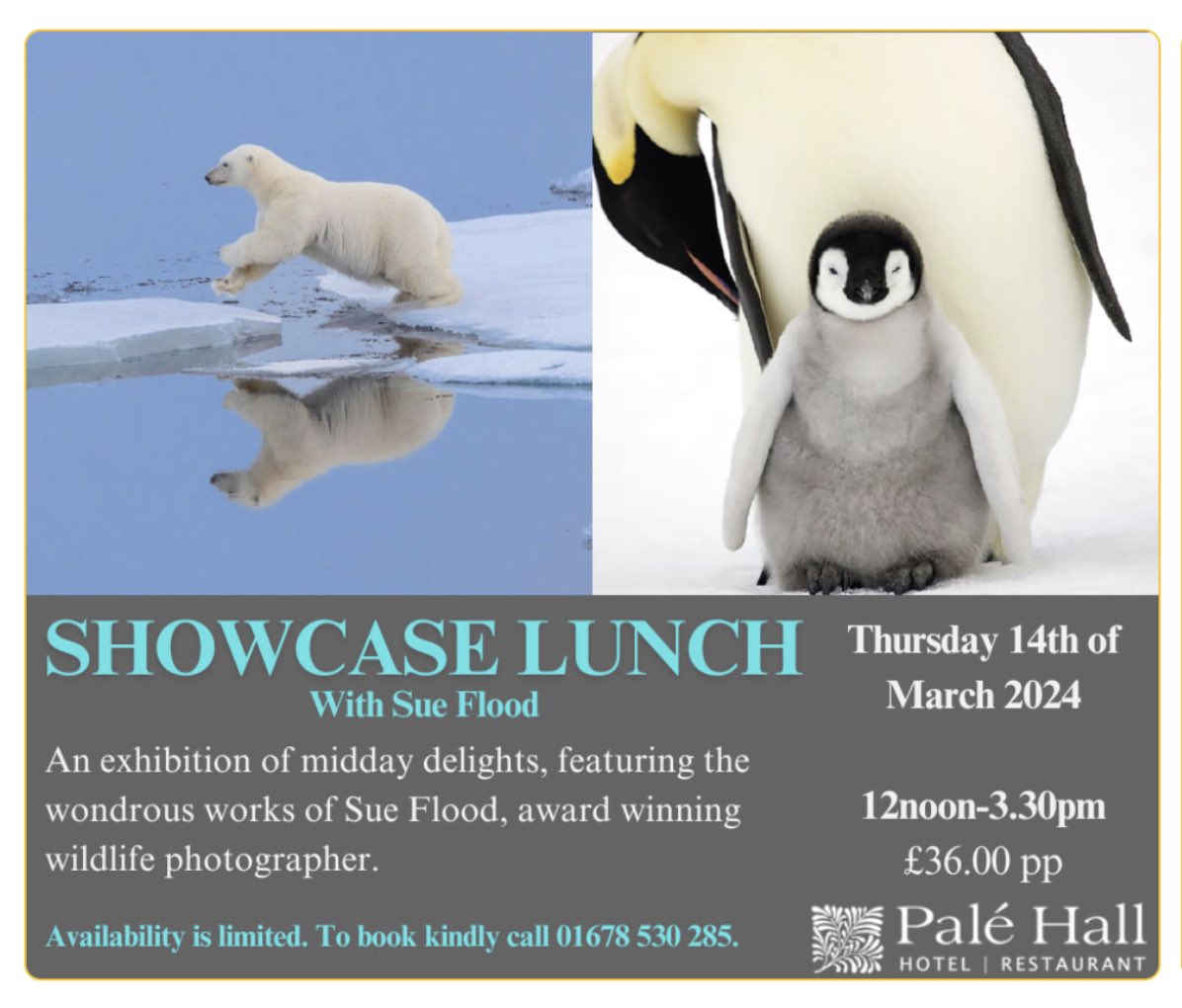 Looking for a special gift and a unique day out in North Wales? I’m speaking about my adventures as a BBC film maker & wildlife photographer at the award-winning Palé Hall Hotel in North Wales. To book please call 01678 530285. Hope to see you there!