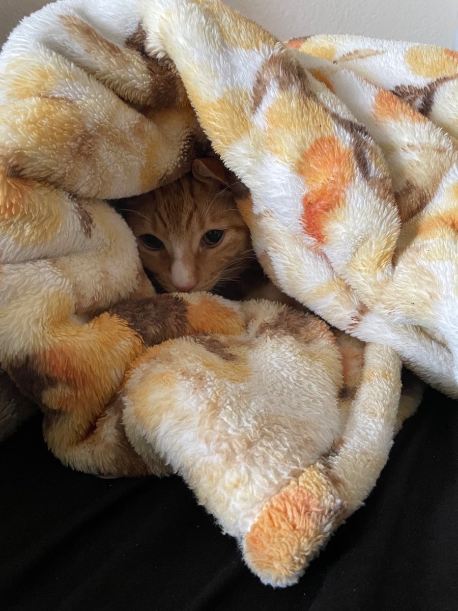 guess who’s back??? gregatron 🤯🤯🤯🤯🔥🔥🔥🔥🔥🔥☝️☝️☝️☝️☝️😴😴😴😴😴😴