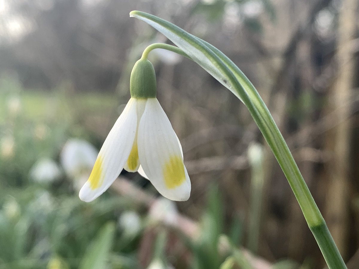 It’s been a short, wet and slug-filled snowdrop season this year, but the season goes out either a bang - dropping this week are Green Zebra, Das Gelbe vom Ei, Green Arrow &amp; Midas