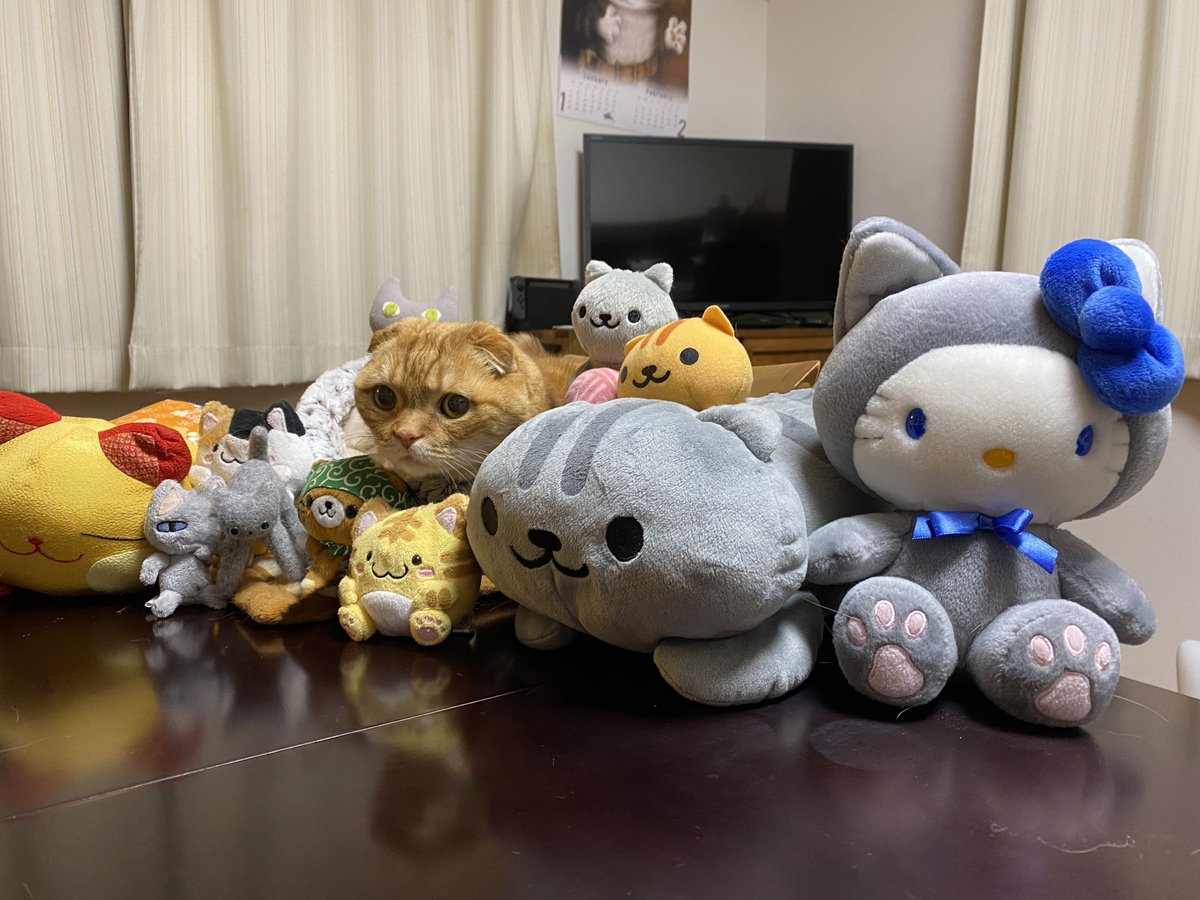 mumucoma's tweet photo. 猫会議
今日はにゃんこが勢揃い！
こまちゃんは聞き役みたいですw
Cat meeting. 
There will be a lot of cats today. 
KOMA seems to be a listener. 
In Japan, February 22nd is Cat Day.

#CatsOfTwitter #catday #猫の日2024 #2月22日は猫の日 #猫だらけ #mumucoma #むむこま https://t.co/NQeRRjKLAc