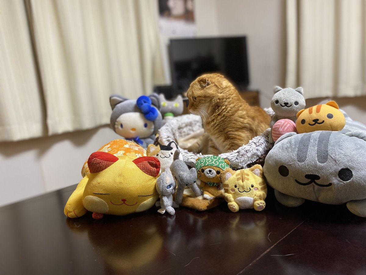mumucoma's tweet photo. 猫会議
今日はにゃんこが勢揃い！
こまちゃんは聞き役みたいですw
Cat meeting. 
There will be a lot of cats today. 
KOMA seems to be a listener. 
In Japan, February 22nd is Cat Day.

#CatsOfTwitter #catday #猫の日2024 #2月22日は猫の日 #猫だらけ #mumucoma #むむこま https://t.co/NQeRRjKLAc