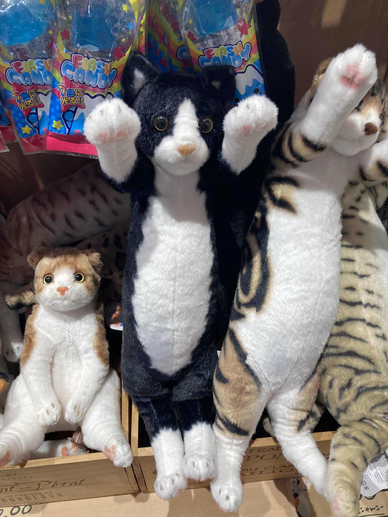 スコ座り猫。 DVD 2293001419.jpg?1718426949