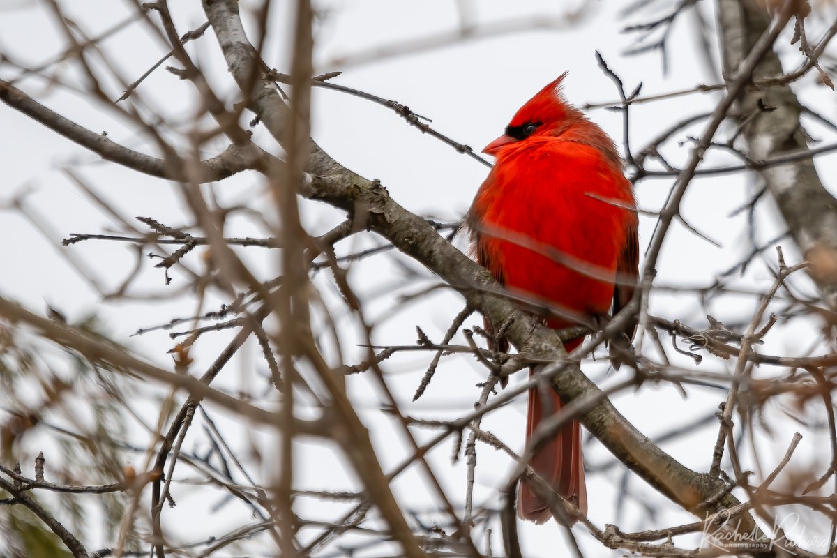 Had a great weekend trying out my new camera and finding birds around home. #nikonz8 #BirdsSeenIn2024 #BirdsOfTwitter #shareyourfeathers #thephotohour #greatbackyardbirdcount #kawarthalakes instagram.com/rachelle_richa…