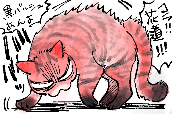 猫の日 すぐやんのかステップするハナミチ猫 