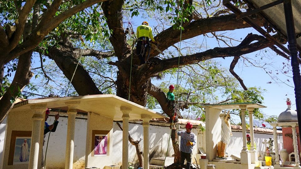 GobiernoOcotlan's tweet photo. Iniciativa de Poda Responsable de Cuanacaxtle Embellece y Protege el Panteón de Ocotlán 
Click aquí para saber más➡https://t.co/TJ0wAXwAGY
#Ocotlán #Oaxaca @PepeEstefanG @RaulBCCue @partidoverde_oa https://t.co/nFk0UjPQt4